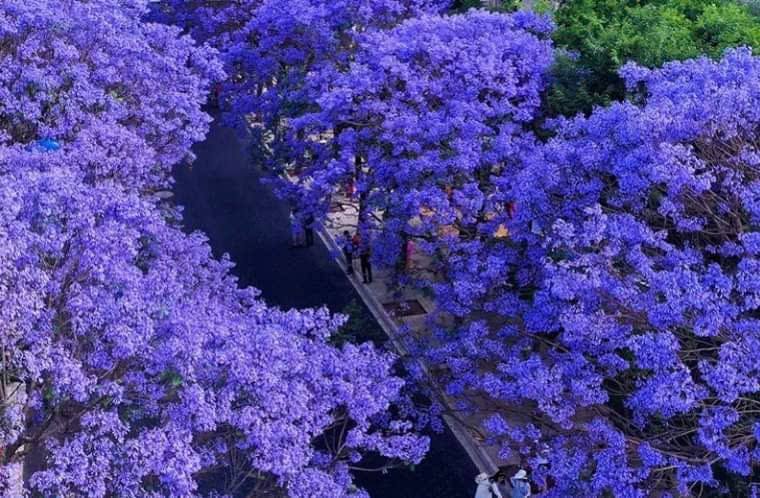 Cung đường hoa Phượng Tím