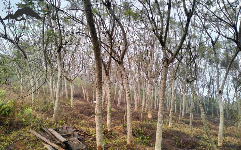 Tiến Độ Dự Án Làng Sinh Thái Hàm Rồng Gia Lai - Cập Nhật Mới Nhất 2025 3 Trồng cây hoa phượng tím làm điểm checkin